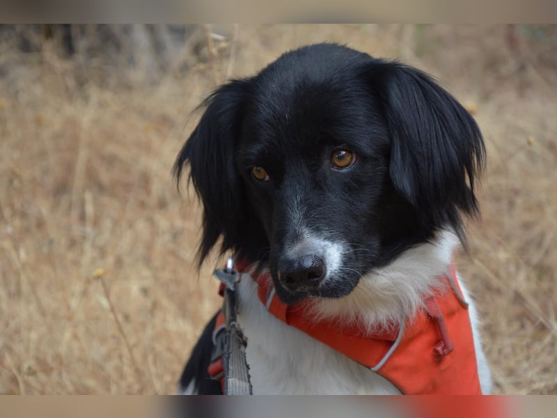DOMINO