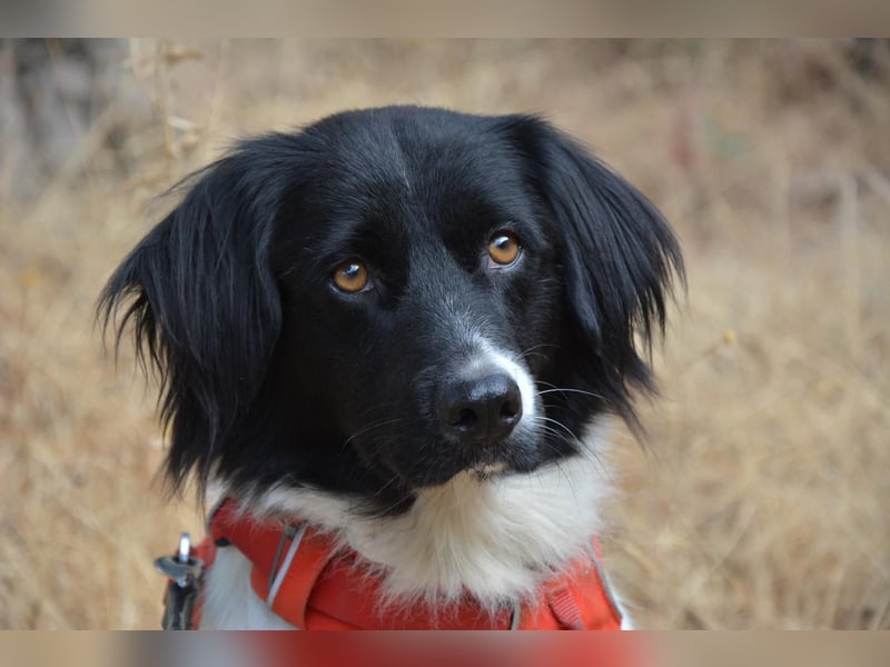 DOMINO