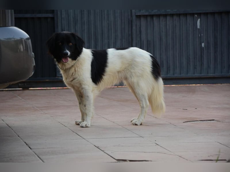 DOMINO