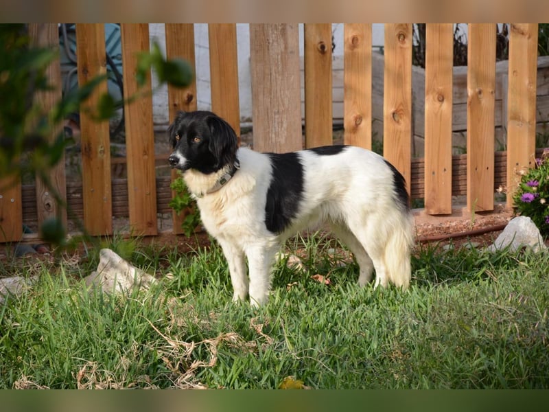 DOMINO