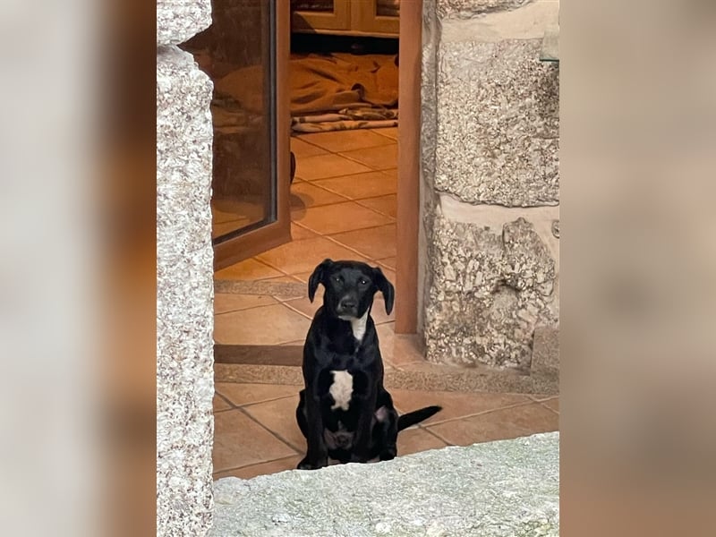 SCOTTIE sucht seine Herzensmenschen