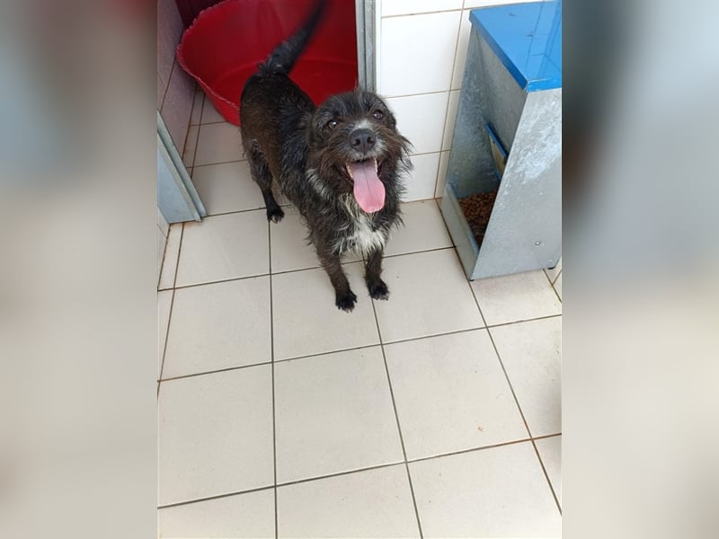 TOMILHO wünscht sich sein Traumkörbchen