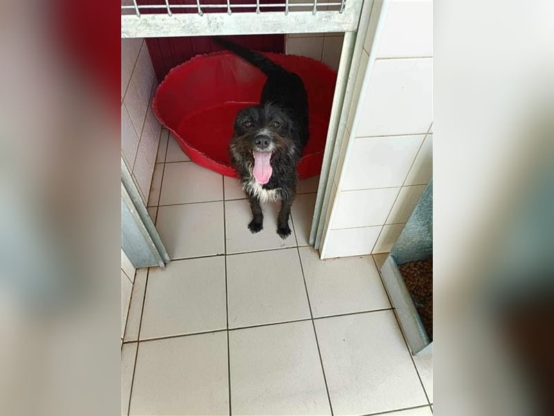 TOMILHO wünscht sich sein Traumkörbchen
