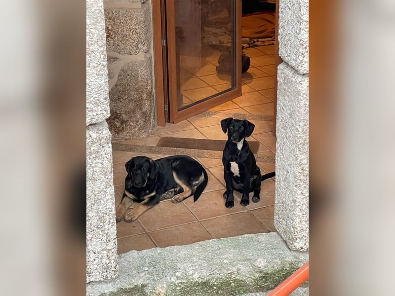 SCOTTIE sucht seine Herzensmenschen