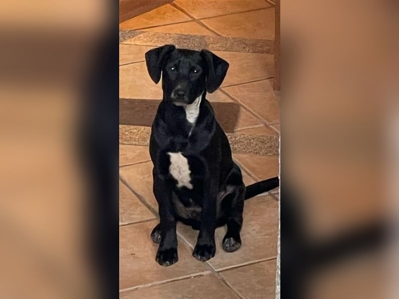 SCOTTIE sucht seine Herzensmenschen