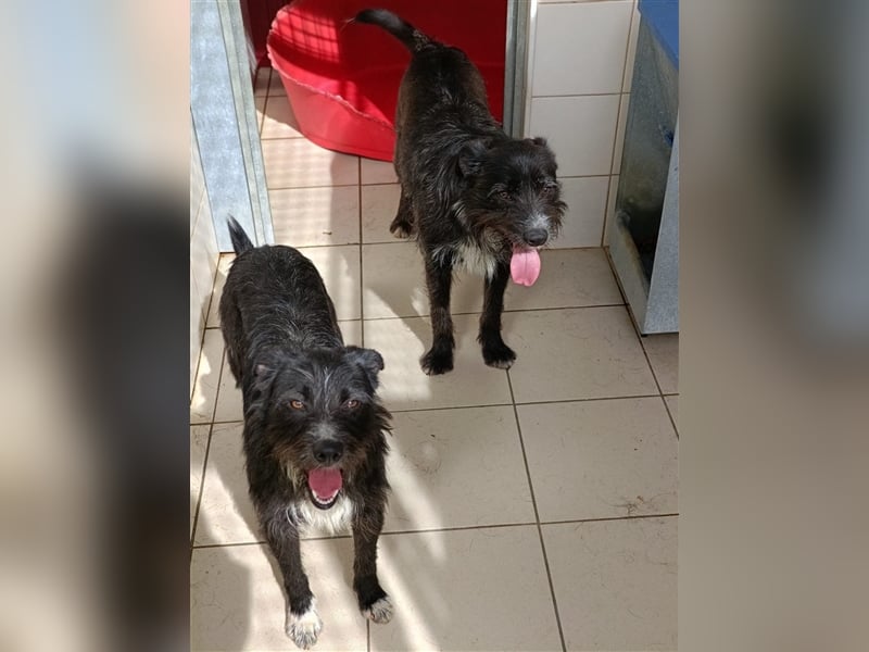 TOMILHO wünscht sich sein Traumkörbchen