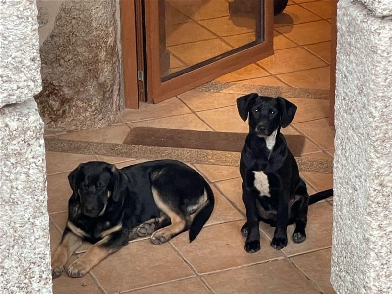 SCOTTIE sucht seine Herzensmenschen