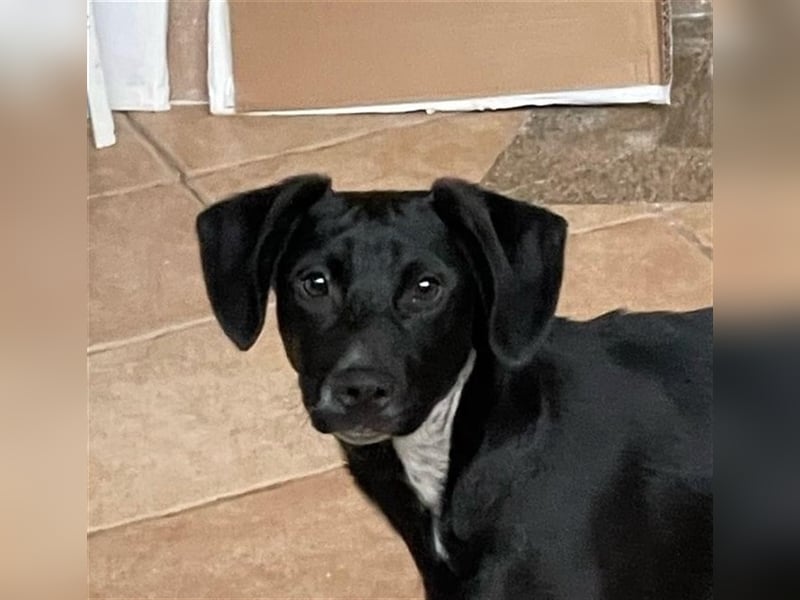 SCOTTIE sucht seine Herzensmenschen