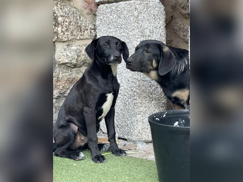 SCOTTIE sucht seine Herzensmenschen