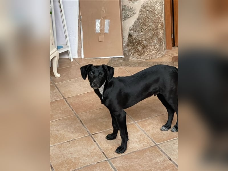 SCOTTIE sucht seine Herzensmenschen