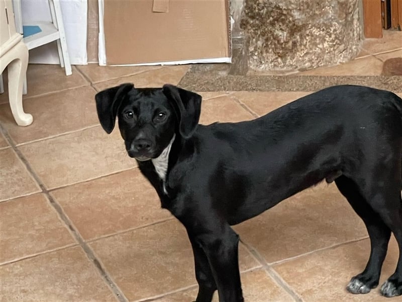 SCOTTIE sucht seine Herzensmenschen