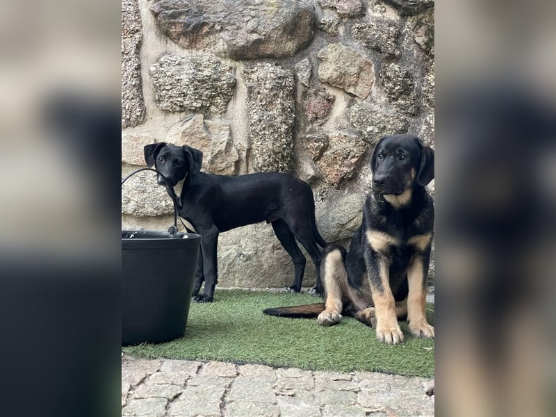 SCOTTIE sucht seine Herzensmenschen