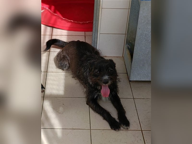 TOMILHO wünscht sich sein Traumkörbchen