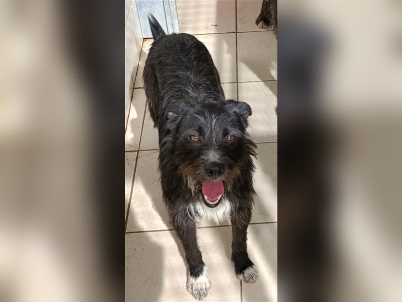 TOMILHO wünscht sich sein Traumkörbchen