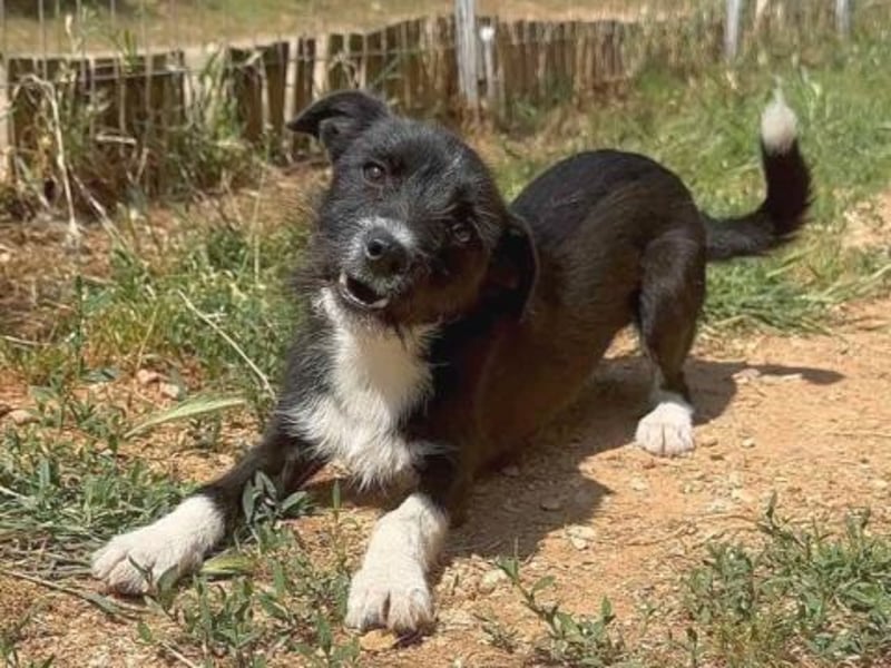 Snoopy - sanfter Schatz sucht Sicherheit und Liebe