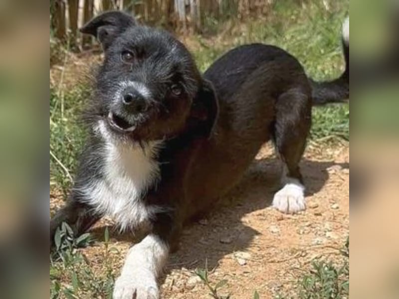 Snoopy - sanfter Schatz sucht Sicherheit und Liebe