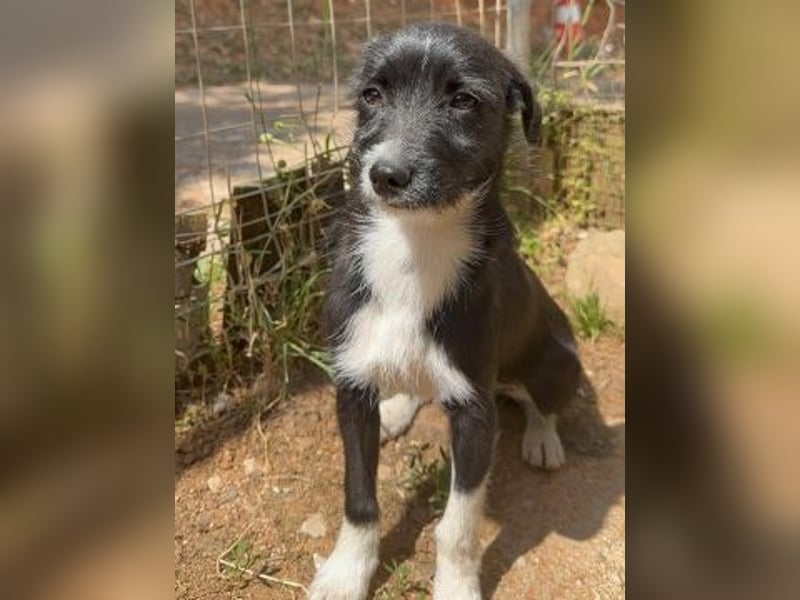 Snoopy - sanfter Schatz sucht Sicherheit und Liebe