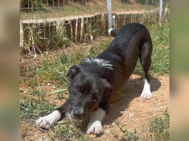 Snoopy - sanfter Schatz sucht Sicherheit und Liebe