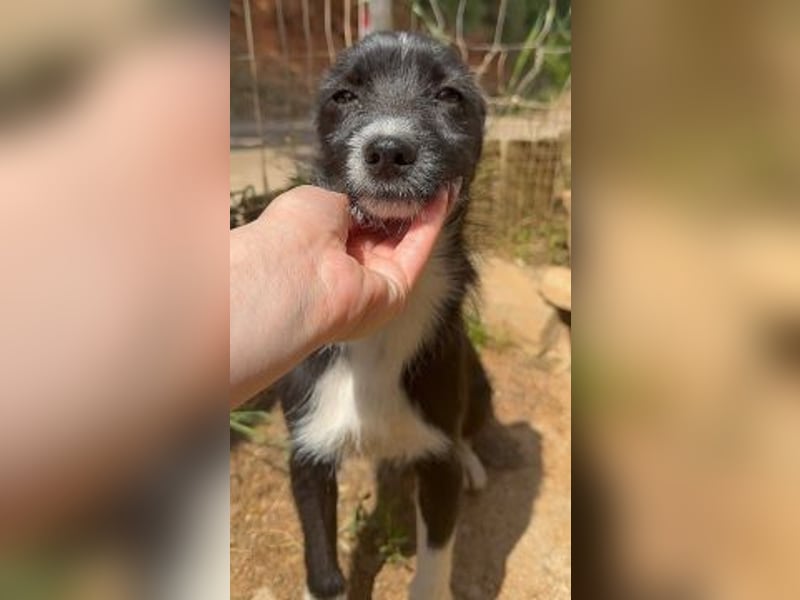 Snoopy - sanfter Schatz sucht Sicherheit und Liebe