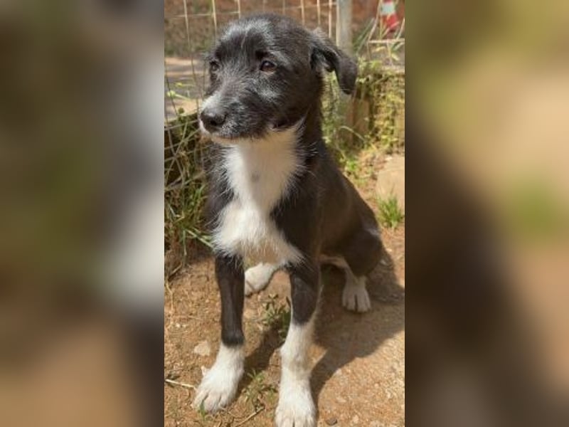 Snoopy - sanfter Schatz sucht Sicherheit und Liebe
