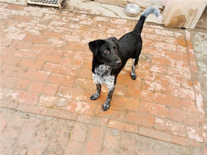 ZIVKO, wunderschöner Bub. Der ideale Familienhund