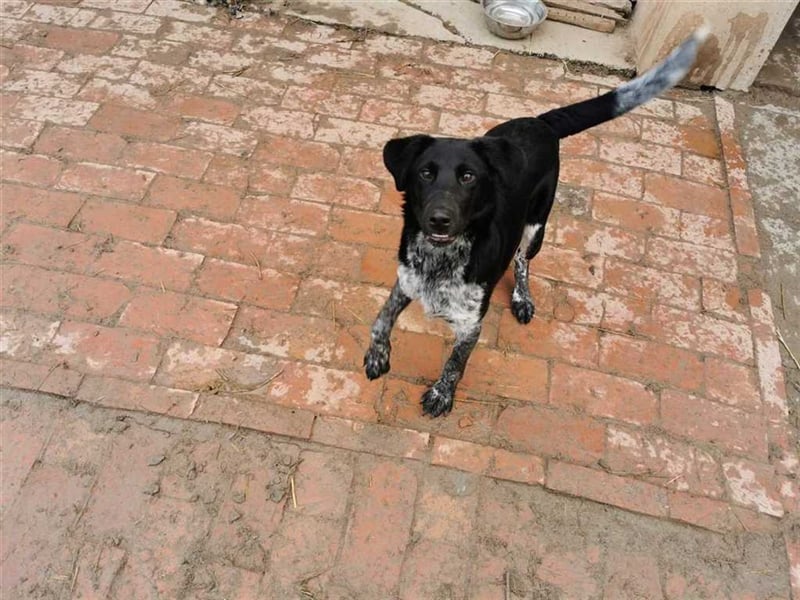 ZIVKO, wunderschöner Bub. Der ideale Familienhund