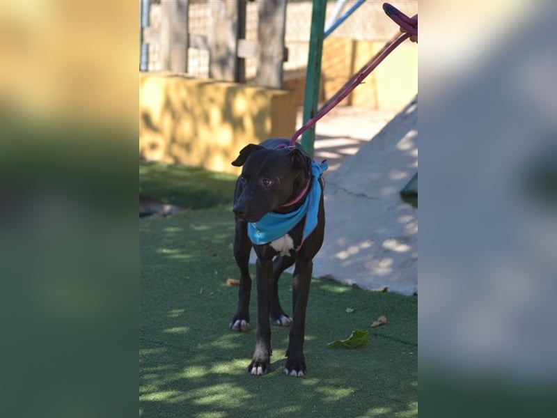 Manzanillo - schwarzer Panther mit Lämmchen-Charakter