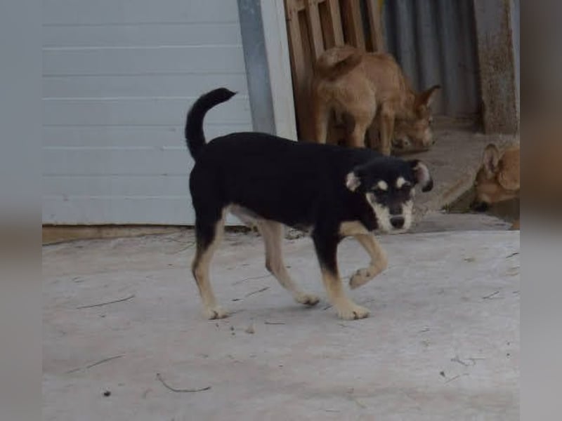 lebhafter und lustiger Junghund sucht passendes Zuhause