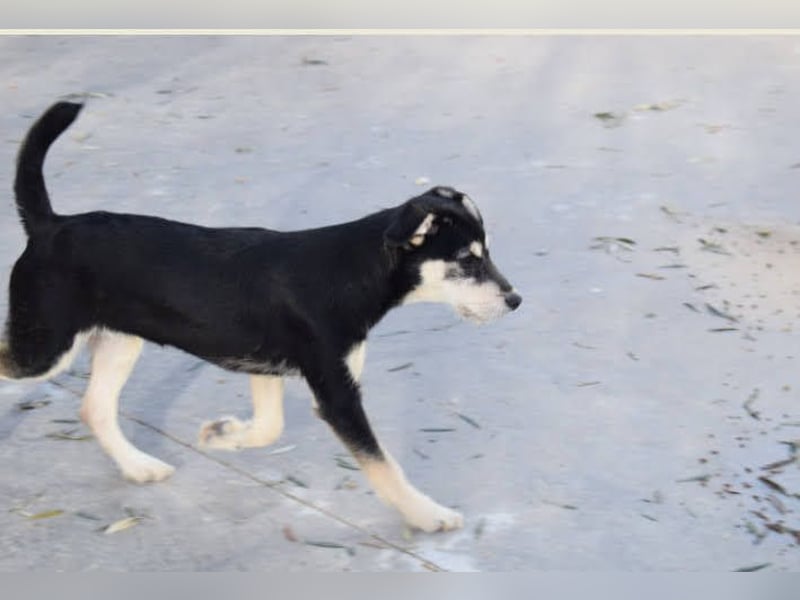 lebhafter und lustiger Junghund sucht passendes Zuhause