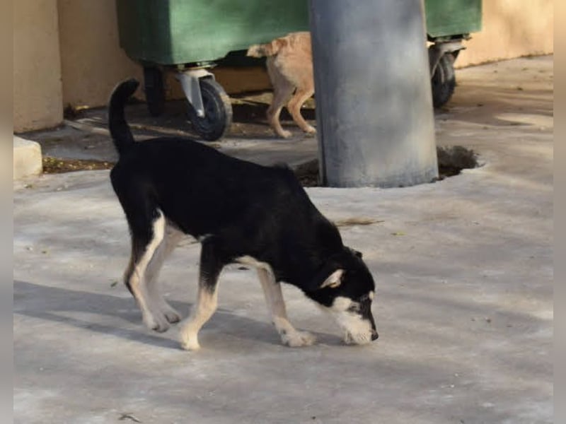 lebhafter und lustiger Junghund sucht passendes Zuhause