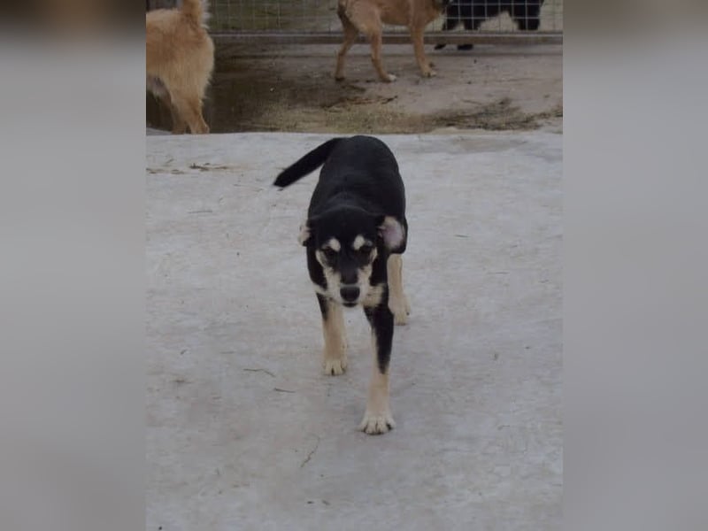 lebhafter und lustiger Junghund sucht passendes Zuhause