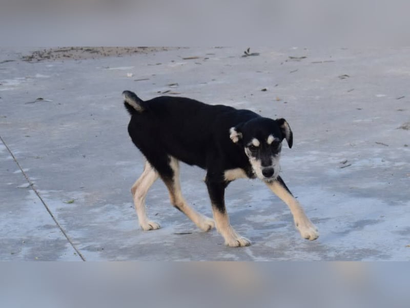 lebhafter und lustiger Junghund sucht passendes Zuhause