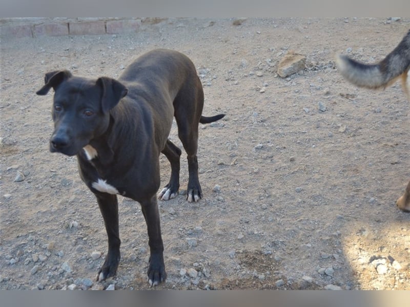 Manzanillo - schwarzer Panther mit Lämmchen-Charakter