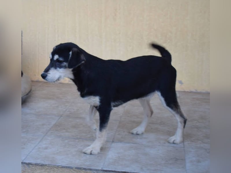 lebhafter und lustiger Junghund sucht passendes Zuhause