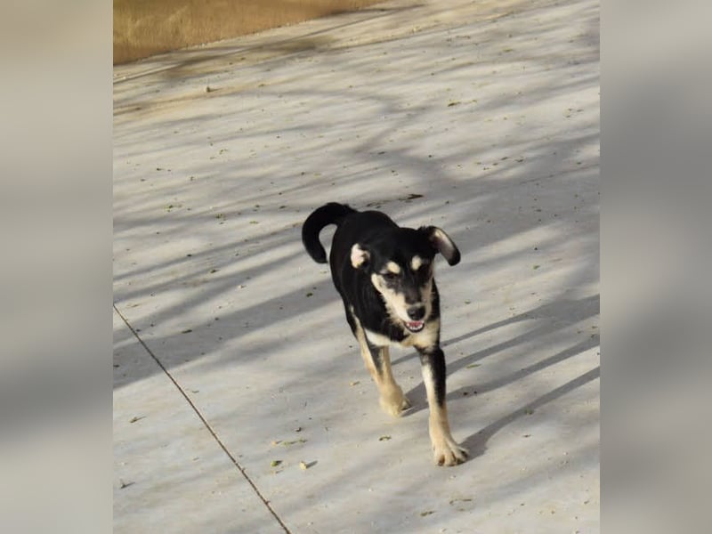 lebhafter und lustiger Junghund sucht passendes Zuhause