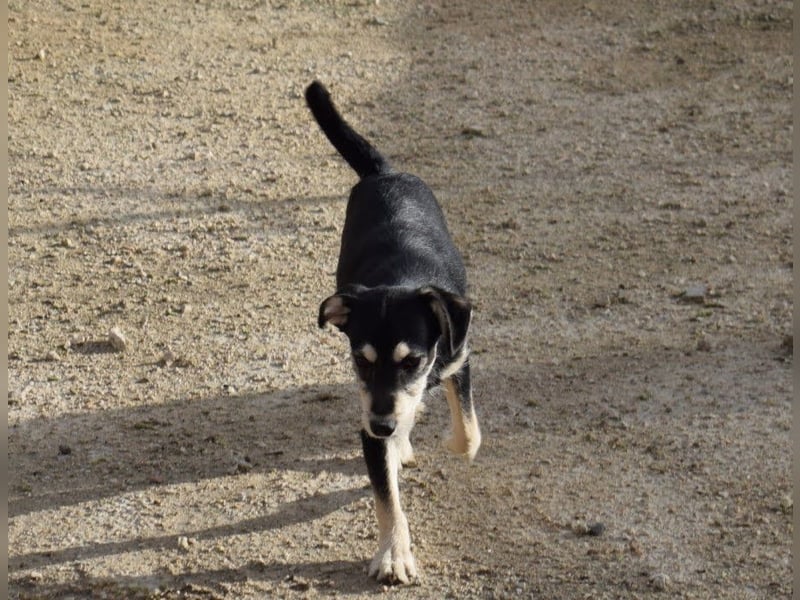 lebhafter und lustiger Junghund sucht passendes Zuhause