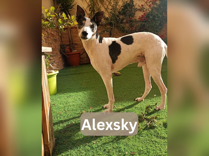 ALEXSKY