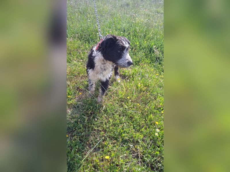 KISKO
