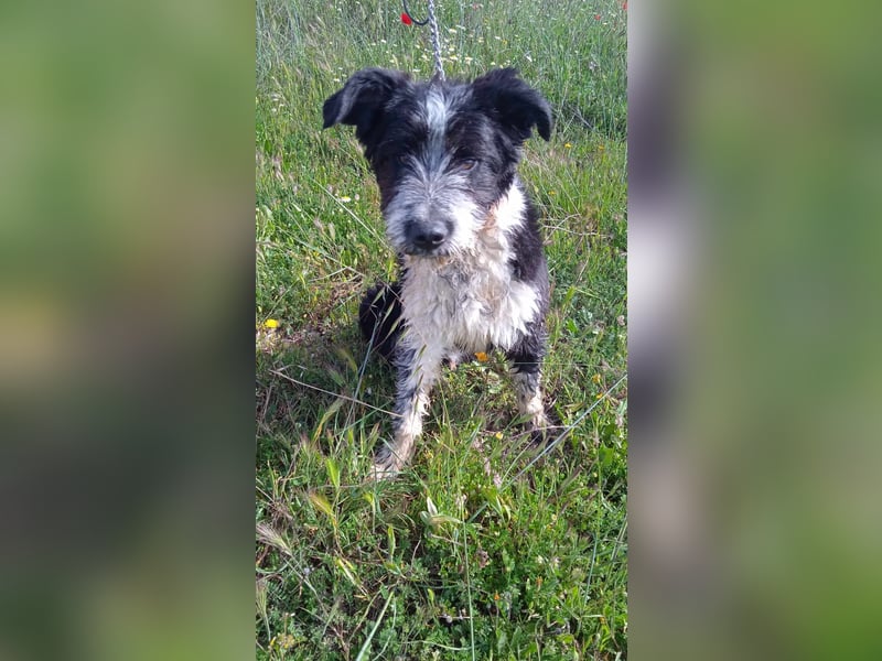 KISKO