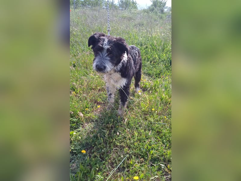 KISKO