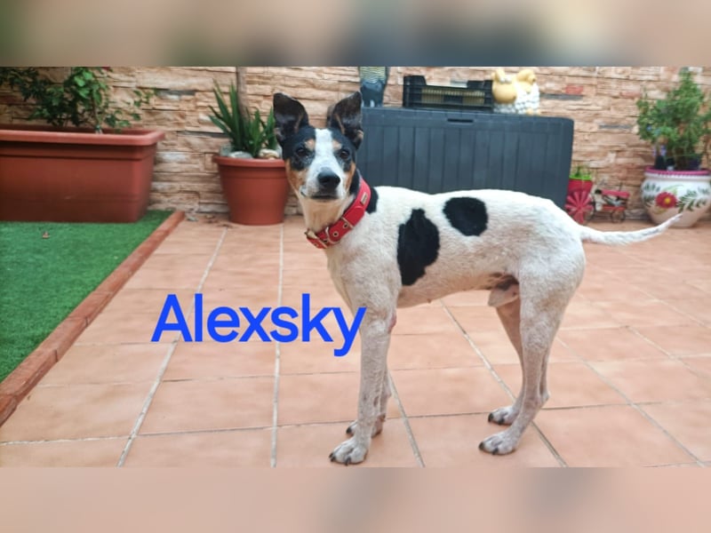 ALEXSKY
