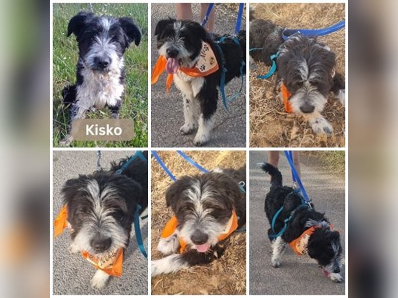 KISKO