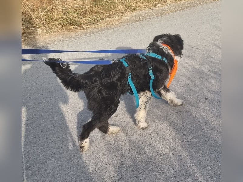 KISKO