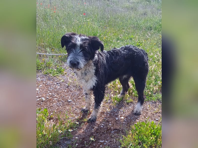 KISKO