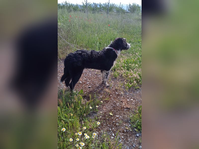 KISKO