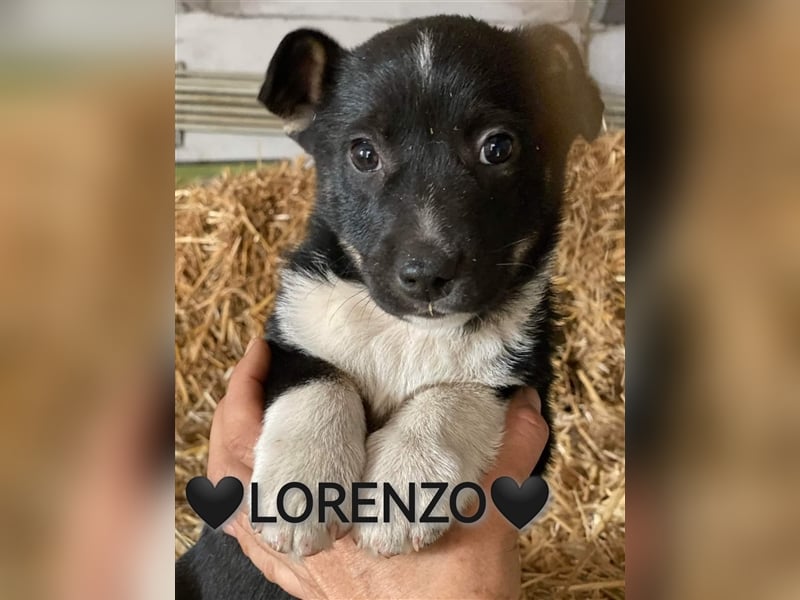 LORENZO in Lebensgefahr von der Straße mit weiteren Geschwistern gerettet