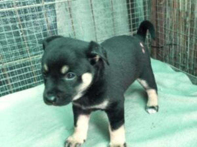 Welpe Bruno: neu im Tierheim