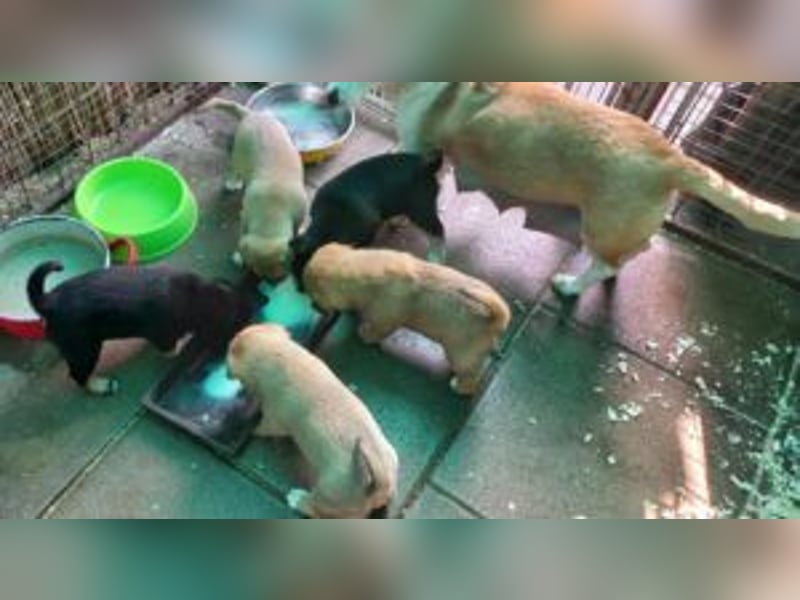 Welpe Kaju: neu im Tierheim