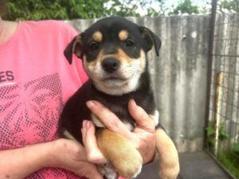 Welpe Kaju: neu im Tierheim