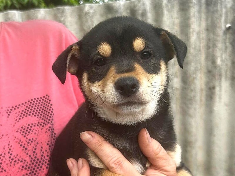Welpe Kaju: neu im Tierheim
